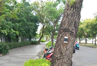 高雄树木倾斜监测系统遭批偏心 议员怨：应优先偏乡而非市中心