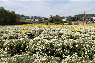 銅鑼杭菊芋頭節登場 體驗農情蜜芋與菊好滋味