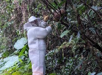 悲劇！桃園龍潭義消副小隊長民宅捕蜂 慘遭虎頭蜂螫咬身亡