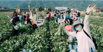 氣候影響產季 高雄美濃拔蘿蔔體驗延至明年1月