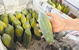 台南木瓜大缺货 价格飙涨逾3倍