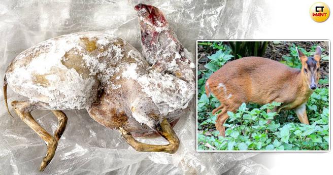 山羌长相呆萌、身材娇小备受登山客喜爱，如今却遭违法猎捕杀害，成为移工的食物。（图／本刊摄影组、报系资料照，CTWANT合成）