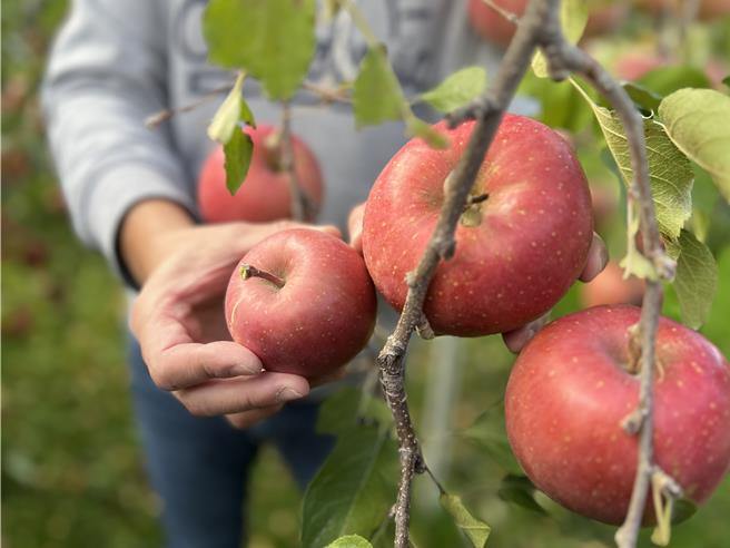 青森蘋果為日本產量最大，在氣候暖化不利因素下，今年仍力拚41萬噸生產量。（吳奕萱攝）