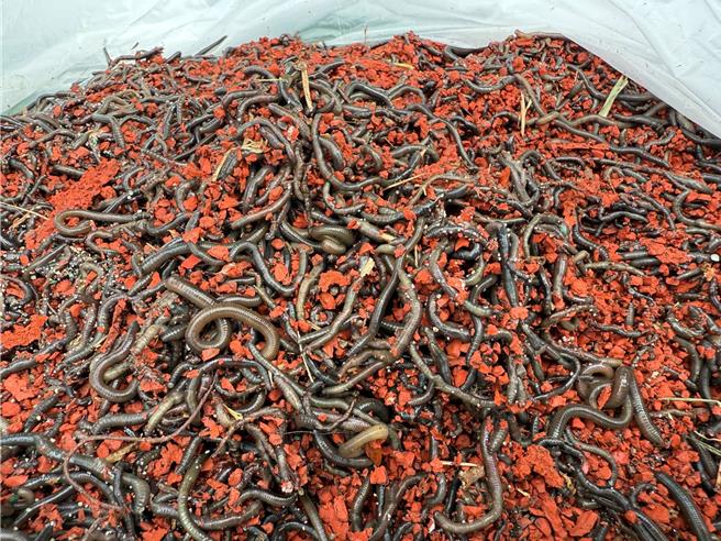 云林县秋季县长杯田径赛登场，斗南田径场跑道13日出现大量蚯蚓，比赛时选手不时踩到蚯蚓，虽不致影响比赛，但心里还是觉得「怪怪的」。（张朝欣摄）