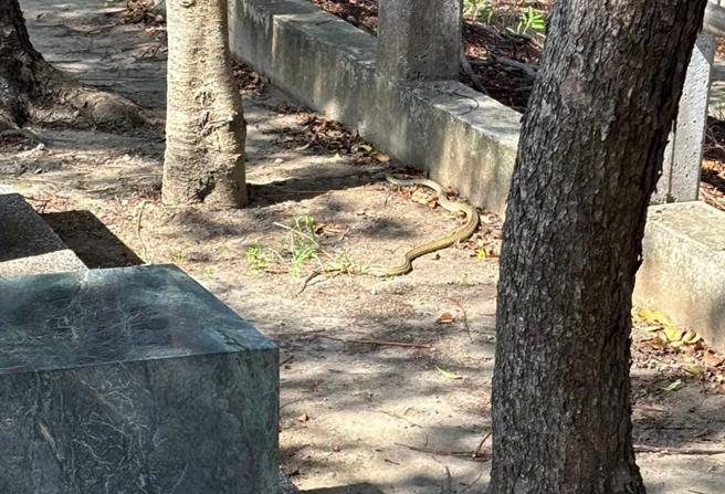 楊典忠拍下近2公尺長的錦蛇。（楊典忠提供／李京昇台中傳真）