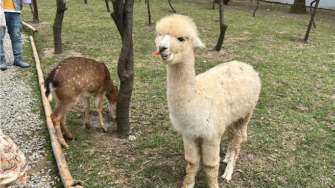 新竹市香山区废物妈妈育儿农场是知名人气景点，随处可山羊、羊鸵或水豚在开放空间行动，部分动物也开放让游客喂食。（王惠慧摄）