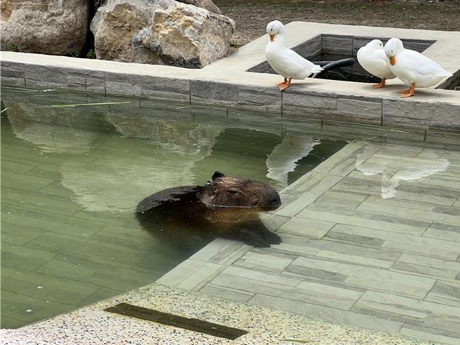 新竹市香山区废物妈妈育儿农场是知名人气景点，随处可山羊、羊鸵或水豚在开放空间行动，部分动物也开放让游客喂食。（王惠慧摄）