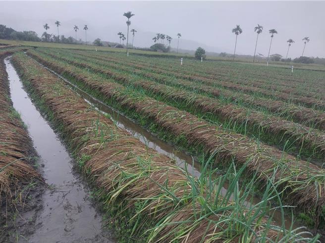 三星葱的根已经湿烂，要復耕真的遥遥无期。（葱农提供／吴佩蓉宜兰传真）