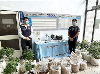 全台首例！綠島暗藏百萬大麻農場   為藏查緝躲離島製毒