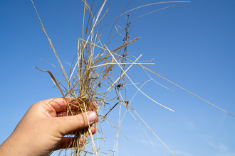 古代卖身葬父 为何女儿要在头上「插草」 原因心酸