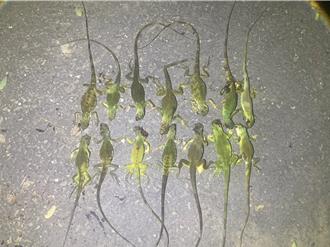 綠鬣蜥往北入侵雲林！農民1周打死逾80隻 農業大縣損失堪憂