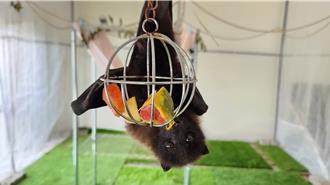 全國首例！瀕危台灣狐蝠落單市區 林業署照養半年野放成功