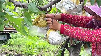 康芮前腳走天兔後腳來 台東釋迦農苦喊：不種了