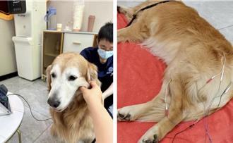 不婚不育的年輕人 砸出人民幣5000億級的寵物大市場（上／寵物針灸師）