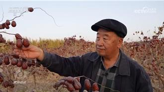 鎖住新疆塔克拉瑪干風沙二之二   人沙和諧共生