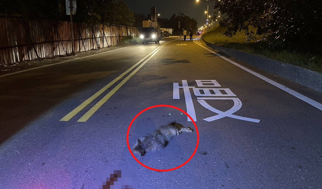 疑似貓咪（紅圈處）路邊竄出閃避不及，2名騎士慘摔釀1死1傷悲劇。（翻攝畫面）