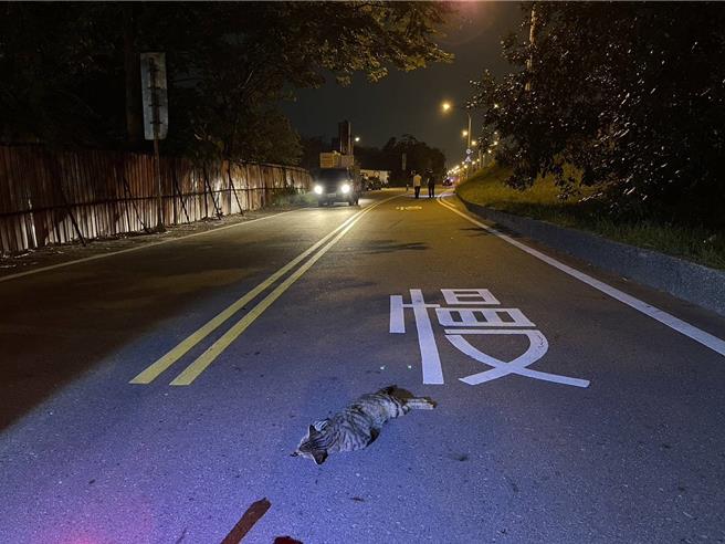 台中太平区13日晚间发生死亡车祸，2名台中骑士机车经太平区太堤东路（防汛道路）疑似因闪躲猫咪摔车，一人重伤不治。（民眾提供／冯惠宜台中传真）