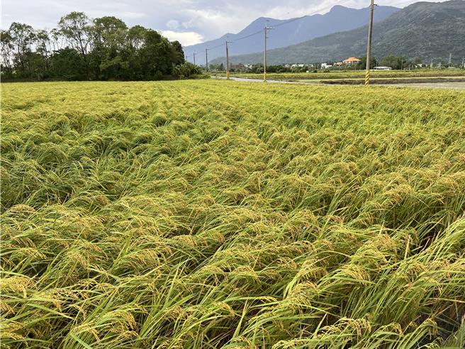 中南區水稻倒伏最嚴重，農民還在忙著搶收善後。（王志偉攝）
