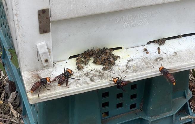 桃園市農業局捕蜂捉蛇大隊隊員14日出勤時遭虎頭蜂蜇，搶救後仍宣告不治，桃園市長張善政14日於議會承諾將會添購急救設備。（姜霏攝）