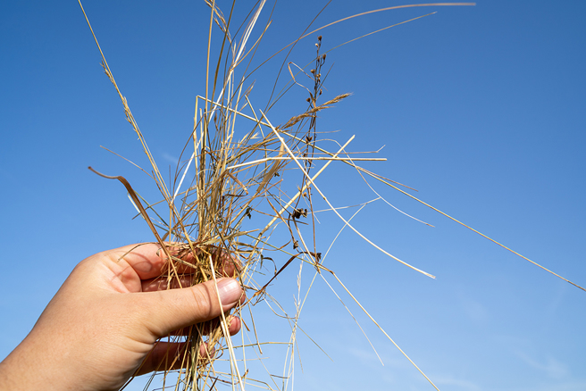 古代女子卖身葬父时，头上都会插着一根稻草，并非是为了卖萌，而是民间约定俗成的社会现象。（示意图：Shutterstock／达志）