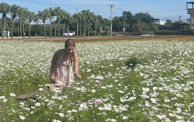 2024大溪水岸花卉农游，11月16日至24日热闹登场。（吕筱蝉摄）