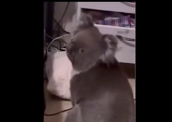 住在阿德莱德的夫妇，回家发现野生无尾熊，这只无尾熊看到屋主回来后也不惊慌，不紧不慢的继续自己的动作。(图/X)