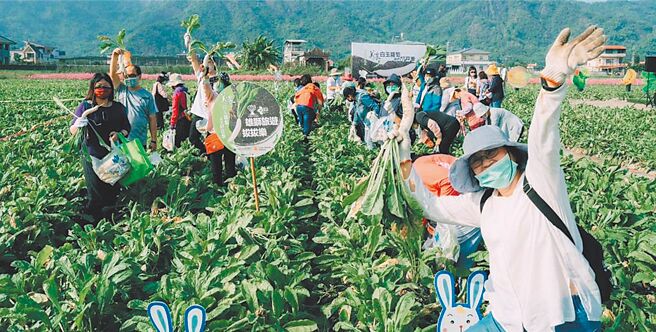 美浓区农会表示，以往白玉萝卜季活动约在11月中旬登场，今年受到农民延后栽种影响，整体产季及活动都顺延约1个月。（美浓区农会提供／林雅惠高雄传真）