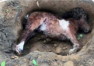 「流浪狗圍攻馬匹」害3死2傷！  身價800萬名駒慘死
