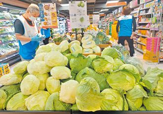 高麗菜價格飆漲！農民搶種 12月下旬恐崩盤