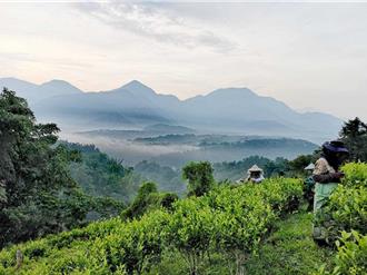 湧香茶廠成日月潭紅茶新一代三冠王 透露致勝關鍵