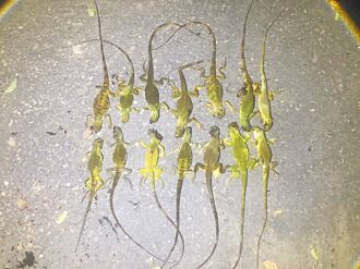 雲林 綠鬣蜥入侵 農民1周殺80餘隻