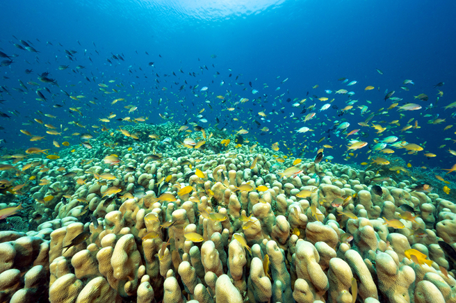科学家日前在西南太平洋发现全球最大珊瑚。（示意图：Shutterstock／达志）