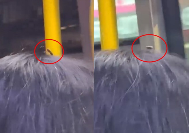 女子搭乘公車驚見前方阿姨頭上有東西會動，以為是髮飾，沒想到居然是隻小昆蟲。（圖／翻攝爆廢公社）
