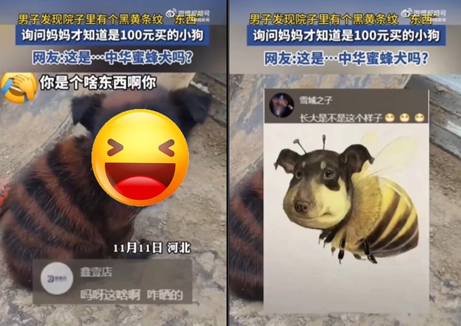 大陆河北一名男子早上起床发现家中出现一只条纹生物，询问之下才知道是老妈买的小狗。（图／翻摄微博）