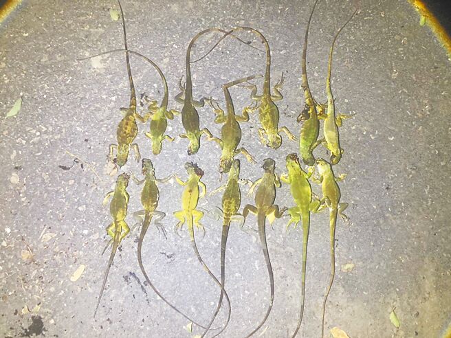 口湖鄉長李龍飛14日表示，綠鬣蜥不僅會破壞農作，養殖魚塭堤岸也會被挖洞毀損，一定要未雨綢繆。（口湖鄉公所提供／張朝欣雲林傳真）