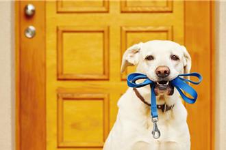 高雄男不滿狗大便在他家門口 失控勒飼主頸還拿出菜刀