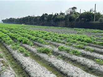 接連颱風釀農損！彰化「8項」災損可申請現金救助