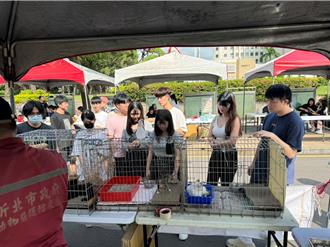 奶貓季來臨！新北動保處籲：伸出援手 讓牠們不再孤單