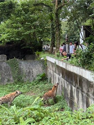北市動物園遊客翻越柵欄挑釁鬣狗  園方怒了：備案提告