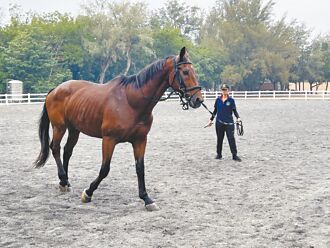 流浪犬入侵攻擊 台南馬場3死2傷