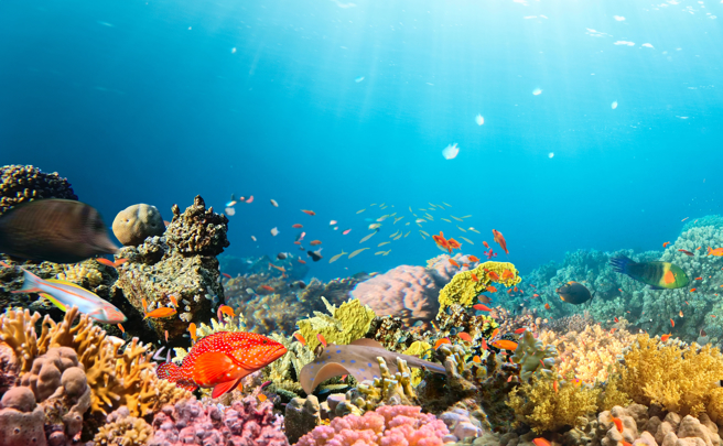 如果人類滅絕，科學家透露章魚最可能接管地球。（示意圖：shutterstock／達志）