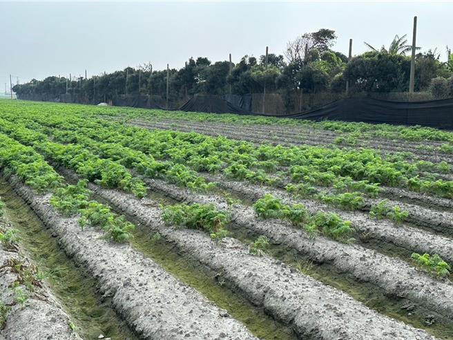 今年7月起凯米颱风、山陀儿颱风和康芮颱风接连袭台，彰化县不少农作受影响，彰化县政府16日公告8项目损失率达20％以上者，即日起至29日可向土地所在地公所提出申请现金救助。（彰化县府提供／潘虹恩彰化传真）