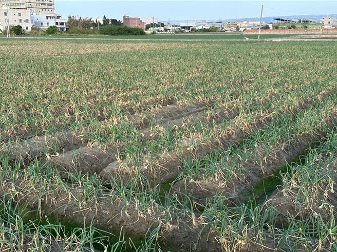 今年7月起凯米颱风、山陀儿颱风和康芮颱风接连袭台，彰化县不少农作受影响，彰化县政府16日公告8项目损失率达20％以上者，即日起至29日可向土地所在地公所提出申请现金救助。（彰化县府提供／潘虹恩彰化传真）