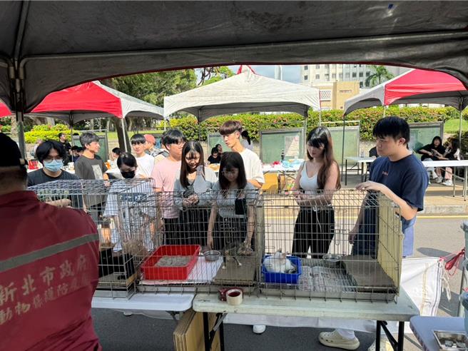 每到猫咪繁殖季节，新北动保处常会接获民眾通报，在街角暗处，发现一窝或走失没有猫妈妈看护的小猫，动保处会请各动物之家前往救援，由于失去母猫的小猫需要细心照料。（新北动保处提供）