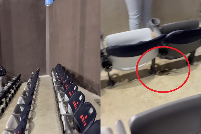 有网友在大巨蛋坐位区看到老鼠。（Threads＠jjlin_1108授权）