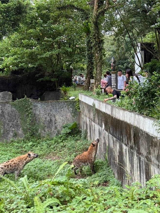 台北市立动物园斑点鬣狗区16日惊传游客私自跨越栏杆闯入。园方呼吁，民眾不要做出危险行为，并将调阅监视器追踪已厘清责任。（翻摄threads「jojo06260626」贴文）