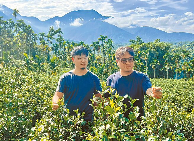涌香茶厂游博森（左起）、许圣群在2024日月潭红茶评鑑，囊括台茶18号、台茶21号及大叶种红茶三冠王。（杨静茹摄）