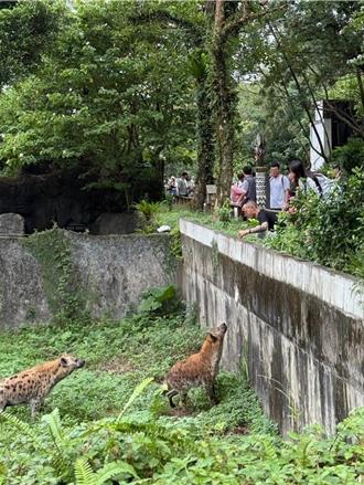 北市動物園鬣狗遭騷擾 背景曝！曾參演李安執導《少年Pi》