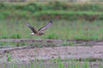 田寮洋成候鳥天堂 東北角生態旅行認識361種鳥類
