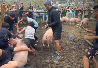 刺激「人猪大战」！宜兰原民勇士徒手捕猪 围观群眾惊声尖叫
